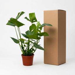 Monstera (35793)