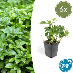 Garden basics 6x Pachysandra term. 'Green Carpet' - ↕10-25cm - Ø9cm (46959)