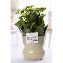 Kalanchoe White In P&PURE Plant Vase Maxima Green (53367)