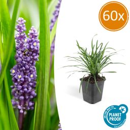 Garden basics 60x Liriope muscari 'Big Blue' - ↕10-25cm - Ø9cm (47895)