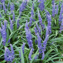 Garden basics 60x Liriope muscari 'Big Blue' - ↕10-25cm - Ø9cm (47895)