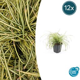 Garden basics 12x Carex oshim. 'Evergold' - ↕10-25cm - Ø9cm (47652)
