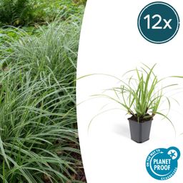 Garden basics 12x Carex morrowii 'Ice Dance' - ↕10-25cm - Ø9cm (47640)
