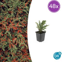 Garden basics 48x Cotoneaster horizontalis - ↕10-25cm - Ø9cm (50397)