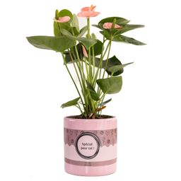Anthurium Pink (Spirit) In P&PURE "SPECIAL POUR TOI" Verpakking (53327)