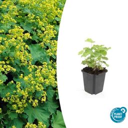 Garden basics 24x Alchemilla mollis - ↕10-25cm - Ø9cm (50274)