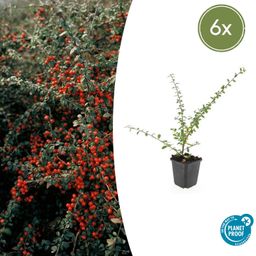 Garden basics 6x Cotoneaster suec. 'Coral Beauty' - ↕10-25cm - Ø9cm (46899)