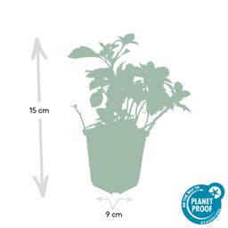 Garden basics 48x Pachysandra term. 'Green Carpet' - ↕10-25cm - Ø9cm (50339)