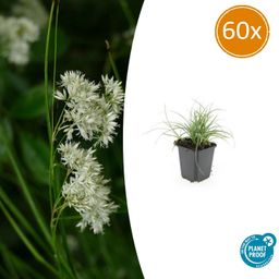 Garden basics 60x Luzula nivea - ↕10-25cm - Ø9cm (47925)