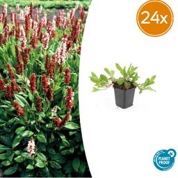 Garden basics 24x Persicaria aff. 'Darjeeling Red' - ↕10-25cm - Ø9cm (50508)