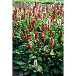 Garden basics 24x Persicaria aff. 'Darjeeling Red' - ↕10-25cm - Ø9cm (50508)