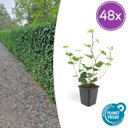 Garden basics 48x Hedera Hibernica - ↕10-25cm - Ø9cm (50325)