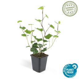 Garden basics 48x Hedera Hibernica - ↕10-25cm - Ø9cm (50325)