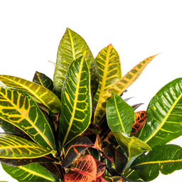 Codiaeum 'Croton' Petra Ø17cm - ↕40 (4250308316723)