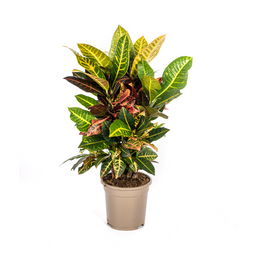 Codiaeum 'Croton' Petra Ø17cm - ↕40 (4250308316723)