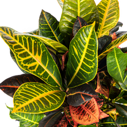 Codiaeum 'Croton' Petra Ø17cm - ↕40 (4250308316723)