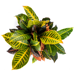 Codiaeum 'Croton' Petra Ø17cm - ↕40 (4250308316723)