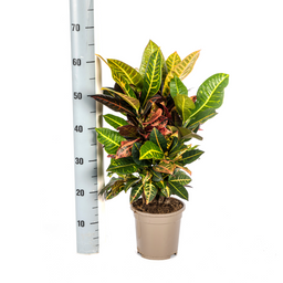 Codiaeum 'Croton' Petra Ø17cm - ↕40 (4250308316723)