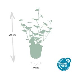 Garden basics 60x Hedera Hibernica - ↕10-25cm - Ø9cm (46933)