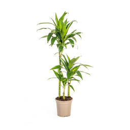 Dracaena Deremensis Lisa Ø21cm - ↕90 (4250308312770)