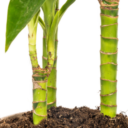 Dracaena Deremensis Lisa Ø21cm - ↕90 (4250308312770)