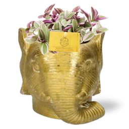 Tradescantia Sweetness + Planter Olifant D11/12x10cm - Goud (42613)