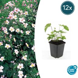 Garden basics 12x Anemone tom. 'Robustissima' - ↕10-25cm - Ø9cm (47585)