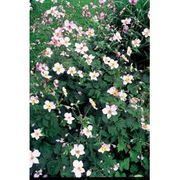 Garden basics 12x Anemone tom. 'Robustissima' - ↕10-25cm - Ø9cm (47585)