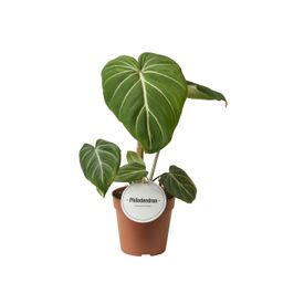 Philodendron Gloriosum Dark Form (46604)