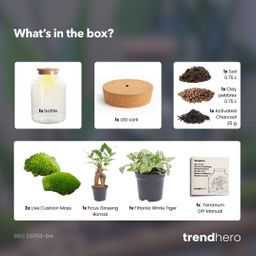 DIY Planten terrarium met licht - Little Milky Bonsai - Ø 17 cm ↑ 25 cm (8720872022253)