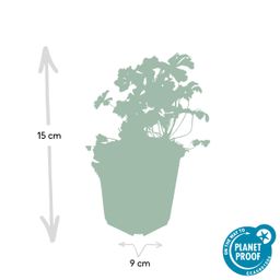 Garden basics 6x Geranium cant. 'Biokovo' - ↕10-25cm - Ø9cm (47767)