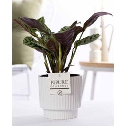 Ctenanthe Burle Marxii In P&PURE Ivy Ceramics Shiny White (53345)