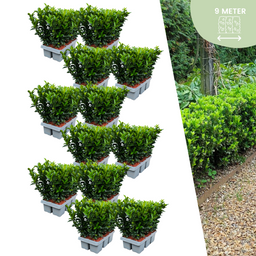 Plants by frank 72 x Euonymus 'Green Spire' - 72 x Ø 7 cm - ↨ 15 cm (8721001422449)