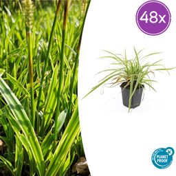 Garden basics 48x Carex morrowii 'Aureovariegata' - ↕10-25cm - Ø9cm (50381)