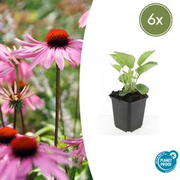 Garden basics 6x Echinacea p. 'Magnus' - ↕10-25cm - Ø9cm (47682)