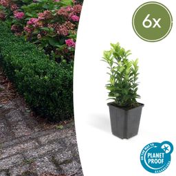 Garden basics 6x Euonymus jap. Green Spire - ↕10-25cm - Ø9cm (46914)