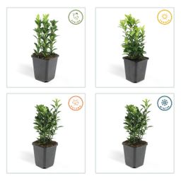 Garden basics 6x Euonymus jap. Green Spire - ↕10-25cm - Ø9cm (46914)