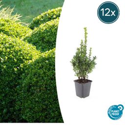 Garden basics 12x Buxus Sempervirens - ↕10-25cm - Ø9cm (48051)