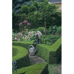 Garden basics 12x Buxus Sempervirens - ↕10-25cm - Ø9cm (48051)