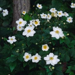 Garden basics 48x Anemone hyb. 'Honorine Jobert' - ↕10-25cm - Ø9cm (50365)