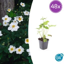 Garden basics 48x Anemone hyb. 'Honorine Jobert' - ↕10-25cm - Ø9cm (50365)