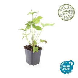 Garden basics 48x Anemone hyb. 'Honorine Jobert' - ↕10-25cm - Ø9cm (50365)