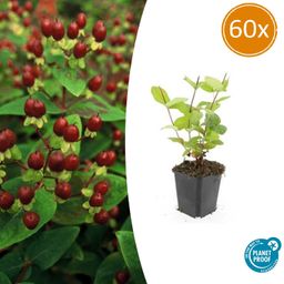 Garden basics 60x Hypericum inodorum 'Beauty' - ↕10-25cm - Ø9cm (47845)