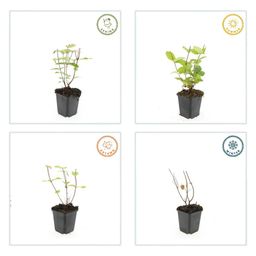 Garden basics 60x Hypericum inodorum 'Beauty' - ↕10-25cm - Ø9cm (47845)