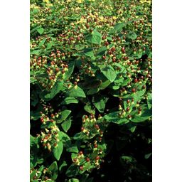 Garden basics 60x Hypericum inodorum 'Beauty' - ↕10-25cm - Ø9cm (47845)