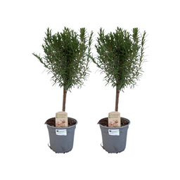 Rosmarinus Off. Stam - 2 stuks (32935)