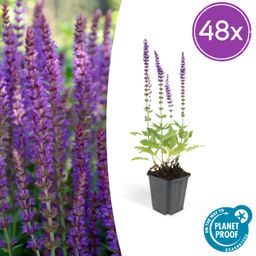 Garden basics 48x Salvia nem. 'Ostfriesland' - ↕10-25cm - Ø9cm (50343)