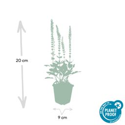 Garden basics 48x Salvia nem. 'Ostfriesland' - ↕10-25cm - Ø9cm (50343)