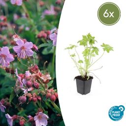 Garden basics 6x Geranium macrorrhizum - ↕10-25cm - Ø9cm (47797)