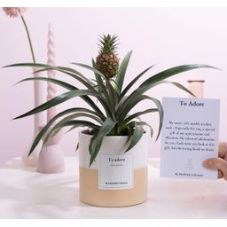 Ananas Rosita Gift "To Adore" WITH GREETING CARD! (53323)